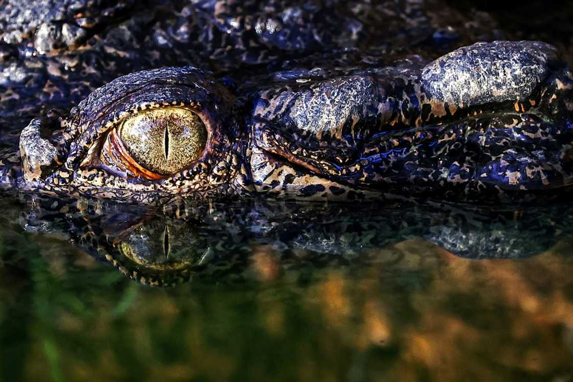 The crocodile farming industry has been estimated to be worth over Aus$100 million