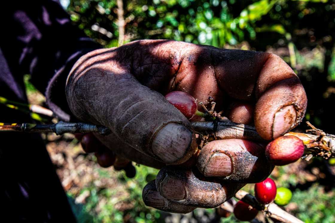 Costa Rica relies heavily on hired hands from neighboring Nicaragua for its coffee picking Costa Rica relies heavily on hired hands from neighboring Nicaragua for its coffee picking
