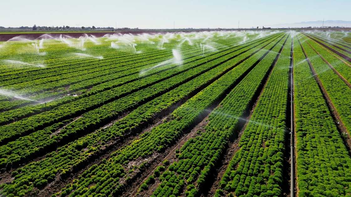 Sprinklers water a lettuce field in California's Imperial Valley, a vital part of America's huge agricultural sector, in February 2023 Sprinklers water a lettuce field in California's Imperial Valley, a vital part of America's huge agricultural sector, in February 2023