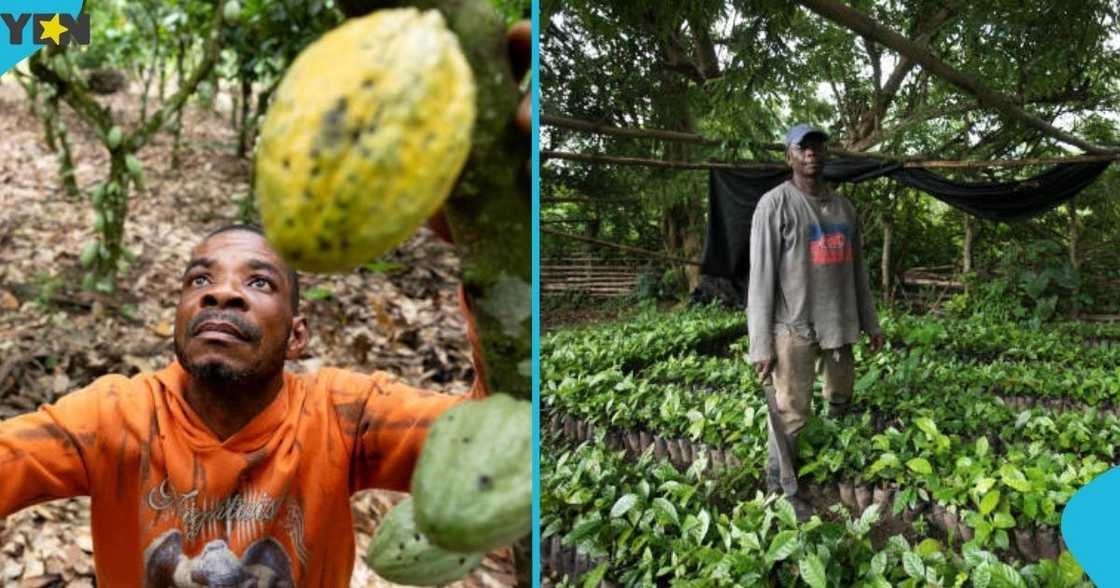Ghanaian farmers, Ghana, Burkina Faso, smuggling, Upper East Region. Ghanaian farmers, Ghana, Burkina Faso, smuggling, Upper East Region.