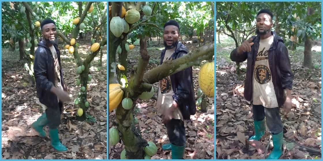 A Ghanaian cocoa farmer in the Oti region explains why he won't use his farmland for galamsey.