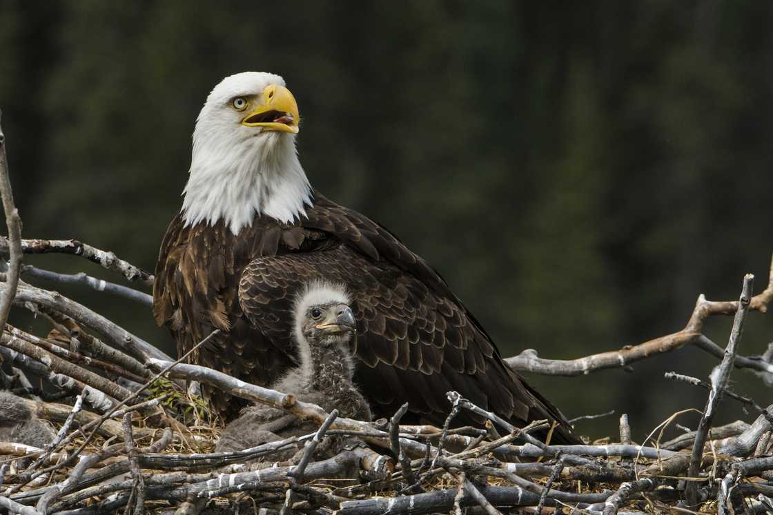 A Bald eagle nesting. A Bald eagle nesting.