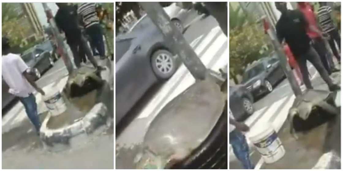 Wow! Giant Turtle Spotted on Lagos Street in Emerging Video Wow! Giant Turtle Spotted on Lagos Street in Emerging Video