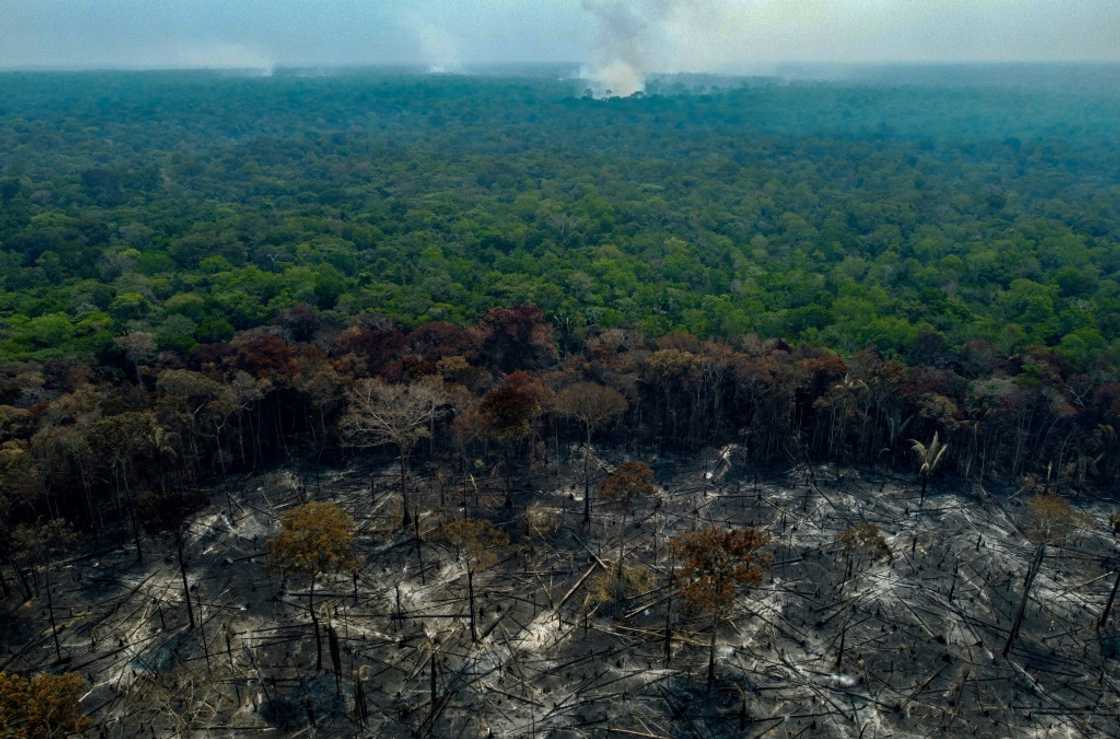 Burnt trees are seen after illegal fires were lit by farmers in Manaquiri, Amazonas state in September 2023 Burnt trees are seen after illegal fires were lit by farmers in Manaquiri, Amazonas state in September 2023