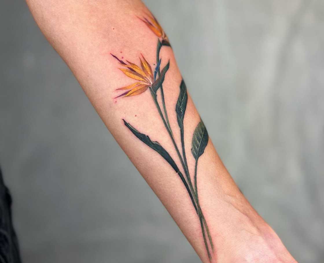 Bird of paradise tattoo