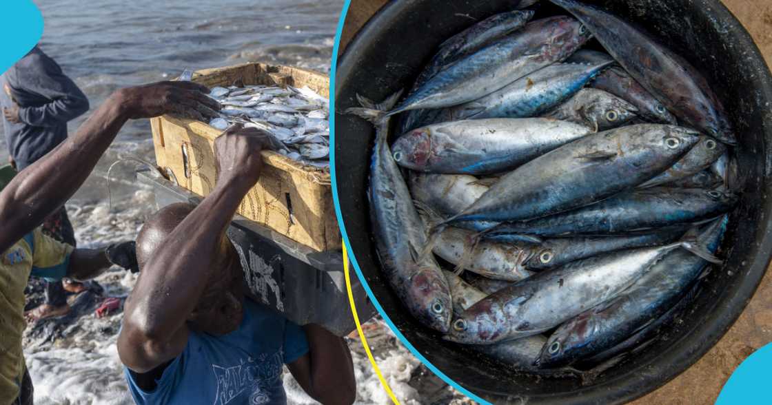 Ghana's Fish Exports Risk Being Banned Over Illegal Fishing Methods