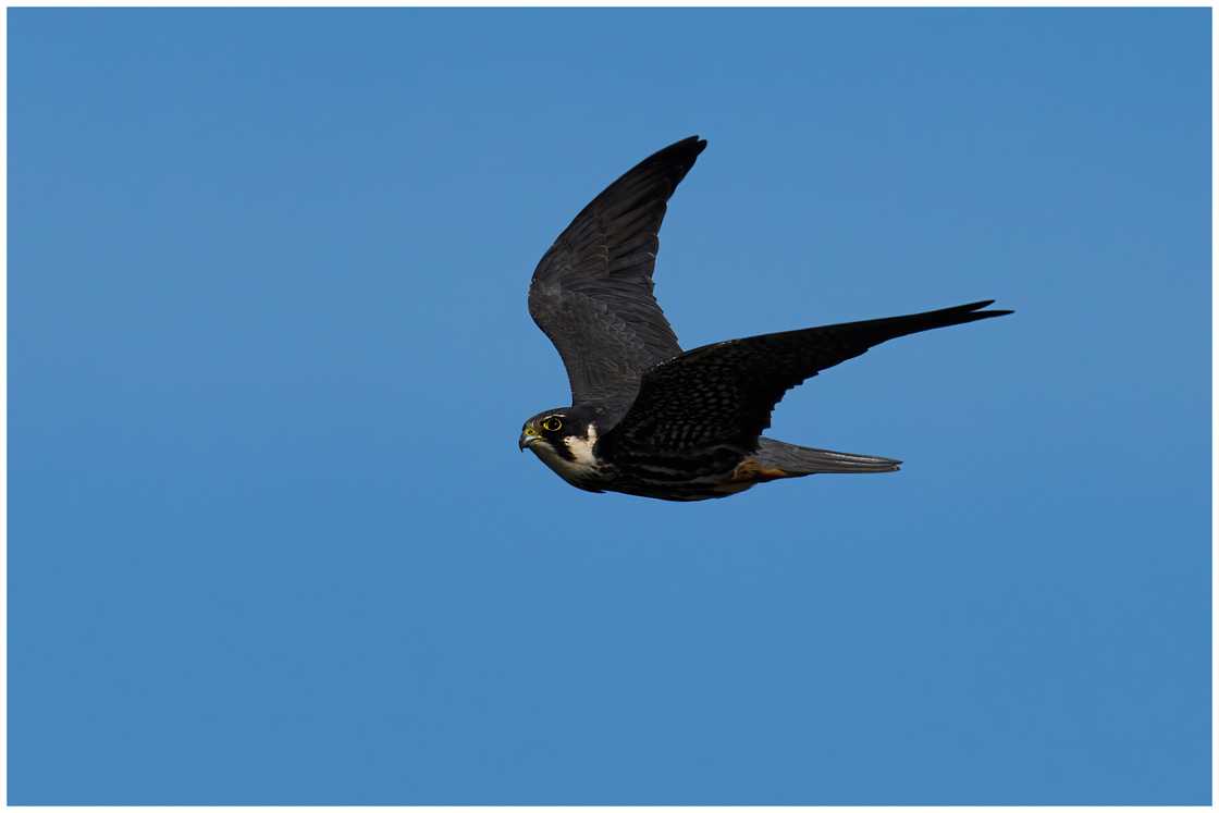 Eurasian hobby in its natural environment