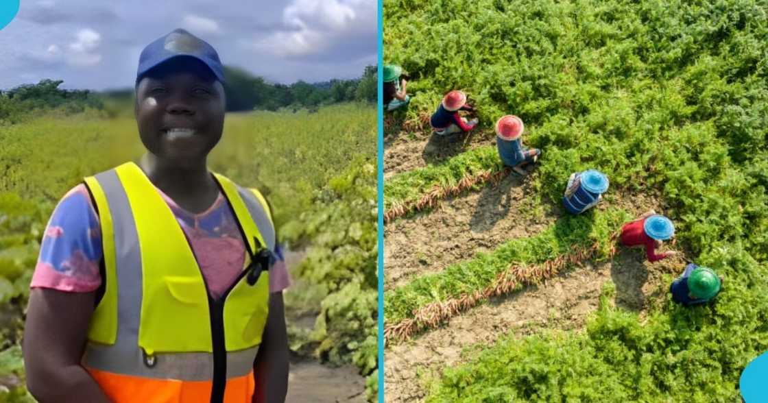 Green Rush Farms, agriculture, agribusiness, Ghanaian man, okra farmer. Green Rush Farms, agriculture, agribusiness, Ghanaian man, okra farmer.