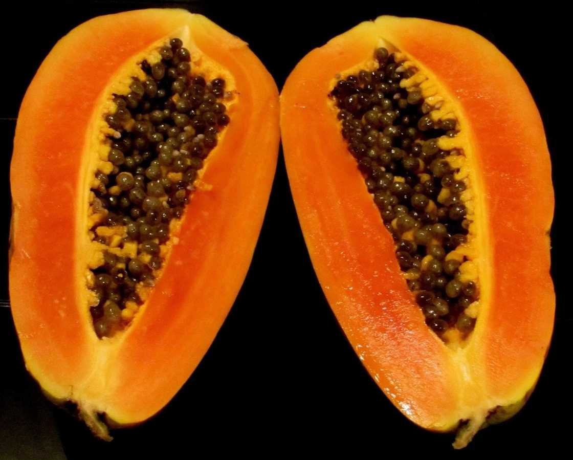 pawpaw leaves and weight loss
pawpaw leaves and fertility
papaya leaves cure for dengue
papaya leaves extract