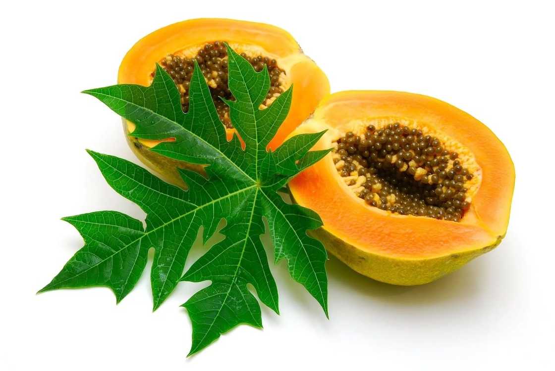 health benefits of pawpaw leaves 
health benefits of pawpaw leaves tea
pawpaw tree leaves
health benefits of pawpaw leaves juice
what are the health benefits of pawpaw leaves