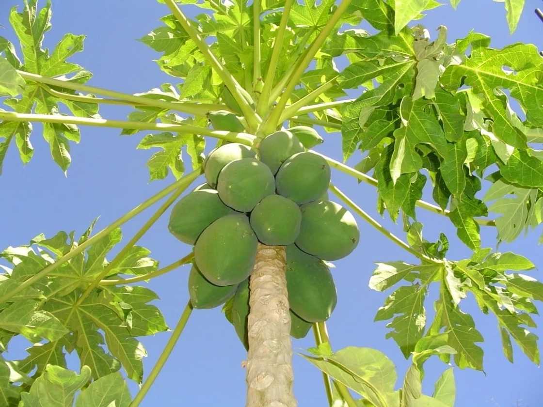 benefits of pawpaw leaves
papaya dry leaf health benefits
pawpaw leaves benefits
pawpaw leaves health benefits
uses of pawpaw leaves
papaya leaves for cancer