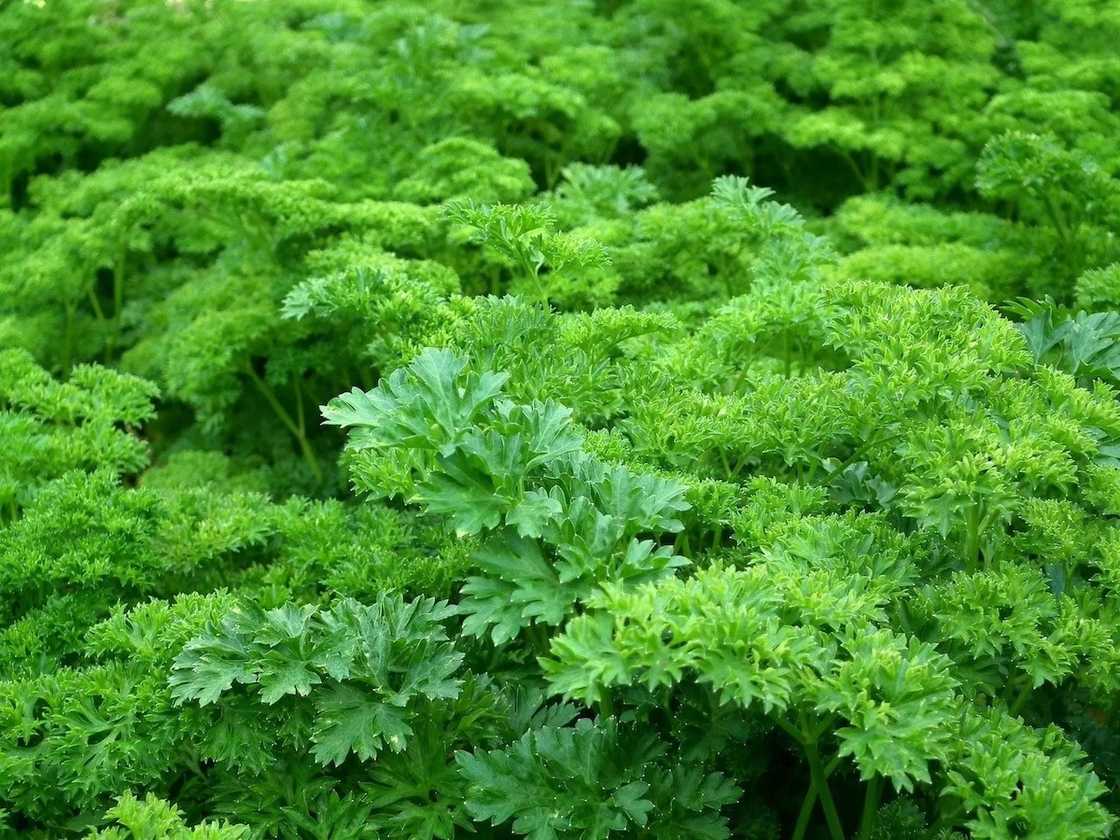 parsley leaves, parsley leaves benefits, parsley leaves in twi