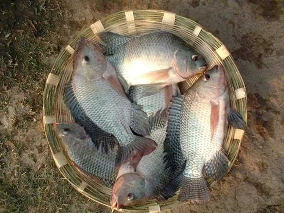 Fish Farming in Ghana - Tilapia Business Made Easy