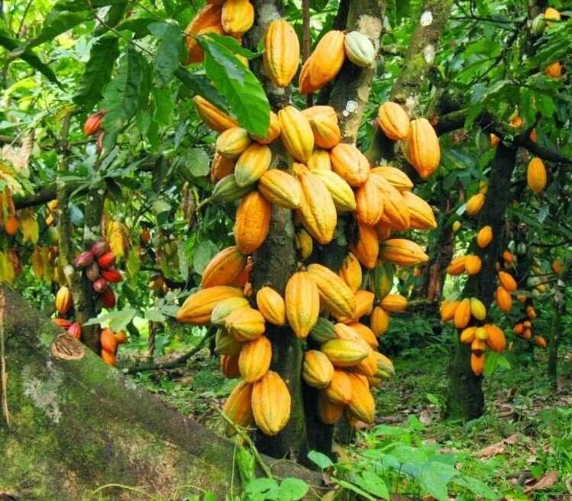 List of cocoa processing companies in Ghana
cocoa
cocoa processing company
Ghana chocolate
Ghana cocoa
cocoa Ghana
cocoa production in Ghana
list of licensed cocoa buying companies in Ghana
golden tree chocolate
cocoa production in Ghana