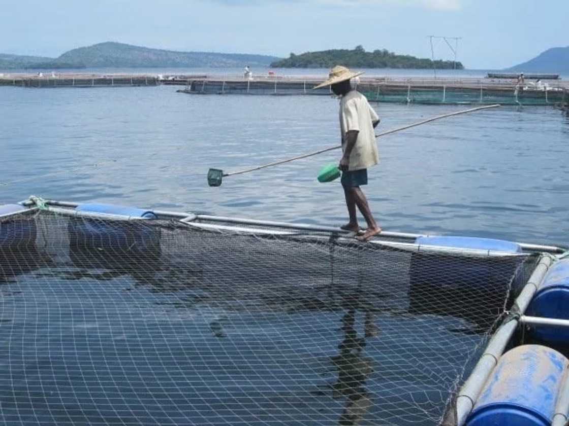 Fish Farming in Ghana - Tilapia Business Made Easy