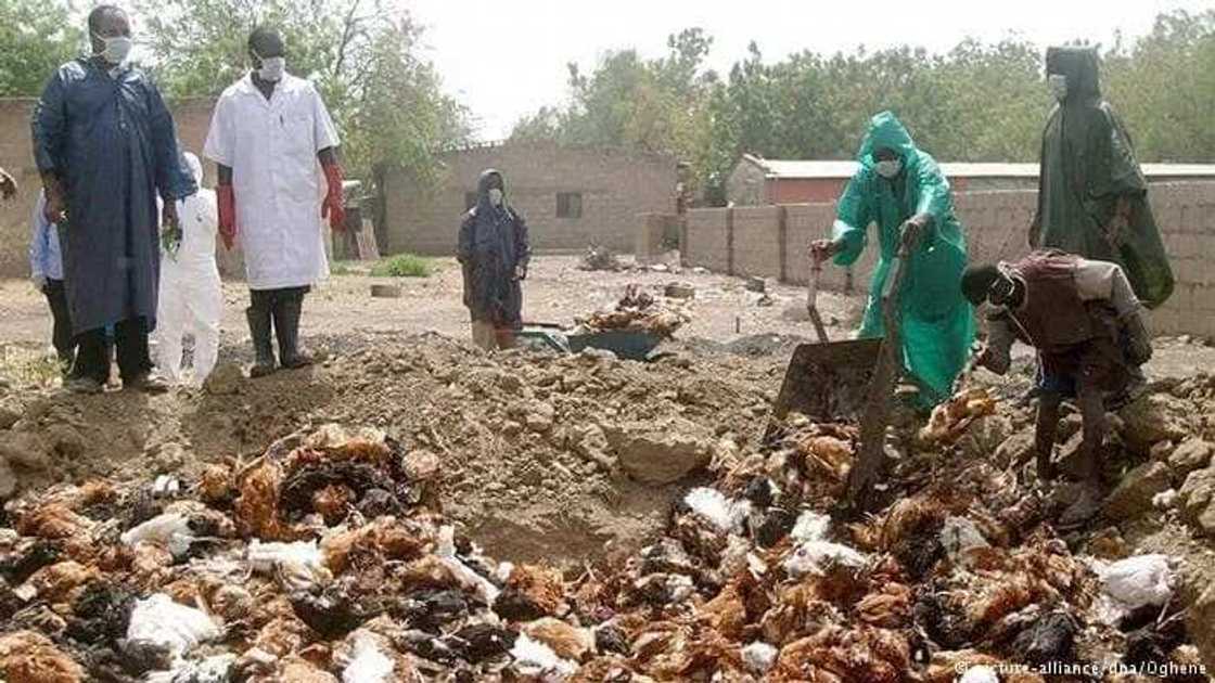 Bird Flu outbreak hits Ghana; Greater Accra, Central and Western Regions badly hit