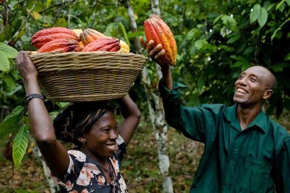 Don’t credit Tetteh Quarshie with first cocoa pods to Ghana - Historian Don’t credit Tetteh Quarshie with first cocoa pods to Ghana - Historian