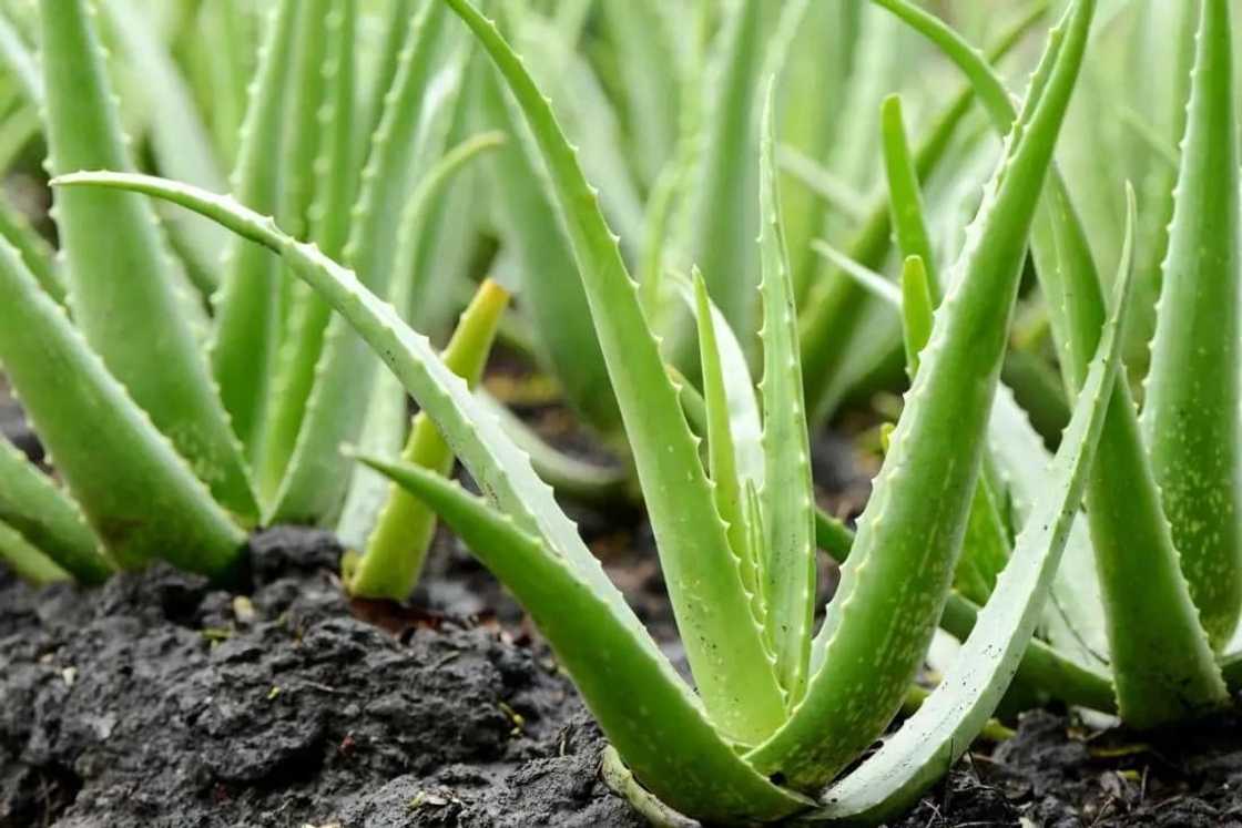 aloe vera aloe vera
