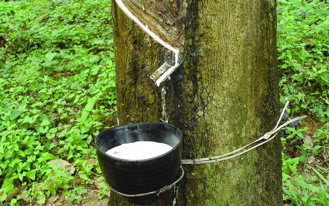 Major natural resources in Ghana and their locations Major natural resources in Ghana and their locations