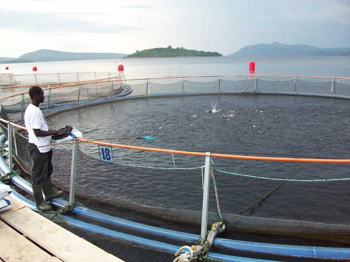 Fish Farming in Ghana - Tilapia Business Made Easy