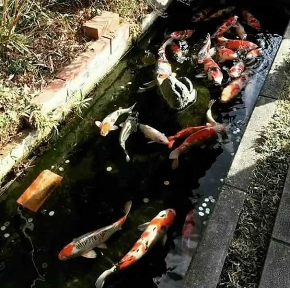 5 Photos of Japanese gutters that proves Japan is far ahead of Ghana 5 Photos of Japanese gutters that proves Japan is far ahead of Ghana