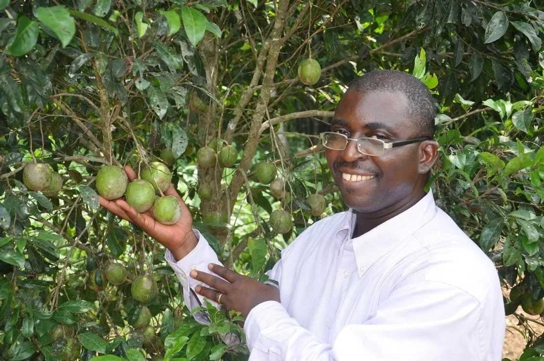 How many bitter kola a day is ok for your health? How many bitter kola a day is ok for your health?