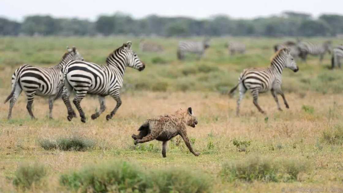 What Is a Female Hyena Called? What Is a Female Hyena Called?