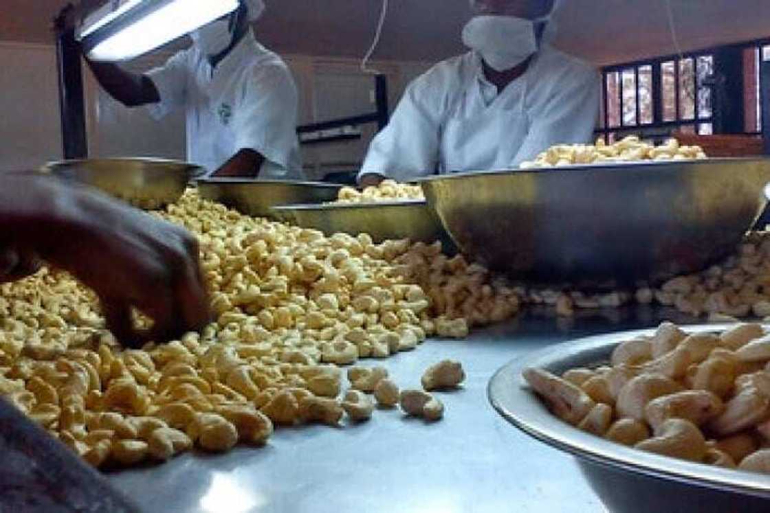 food processing companies in tema ghana
major food processing companies in ghana
names of food processing companies in ghana
agro food processing companies in ghana food processing companies in tema ghana
major food processing companies in ghana
names of food processing companies in ghana
agro food processing companies in ghana
