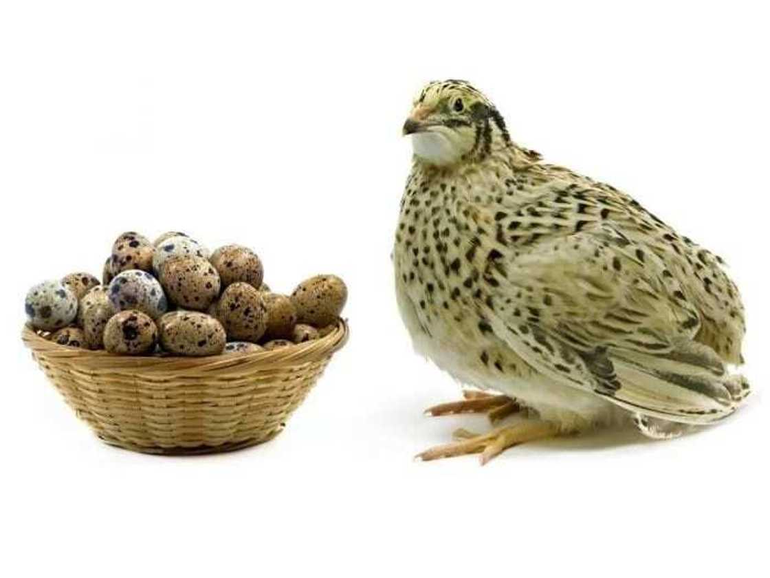 Raw quail Eggs Benefits for Adults Raw quail Eggs Benefits for Adults