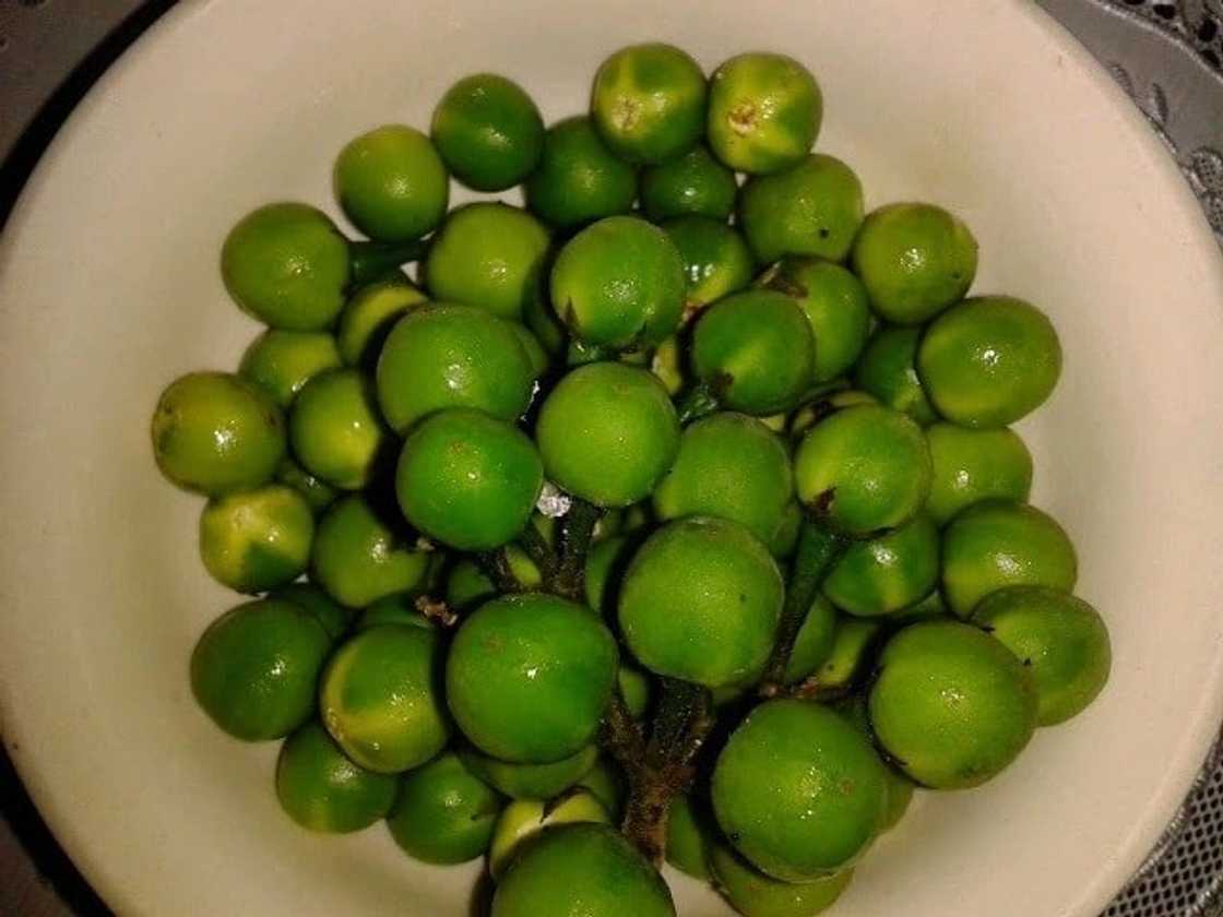 how to prepare turkey berry juice
turkey berry and pregnancy
turkey berry in ghana
turkey berry seeds how to prepare turkey berry juice
turkey berry and pregnancy
turkey berry in ghana
turkey berry seeds