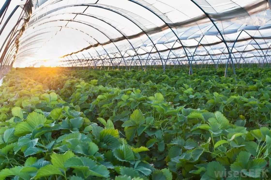 Greenhouse Farming in Ghana for Beginners