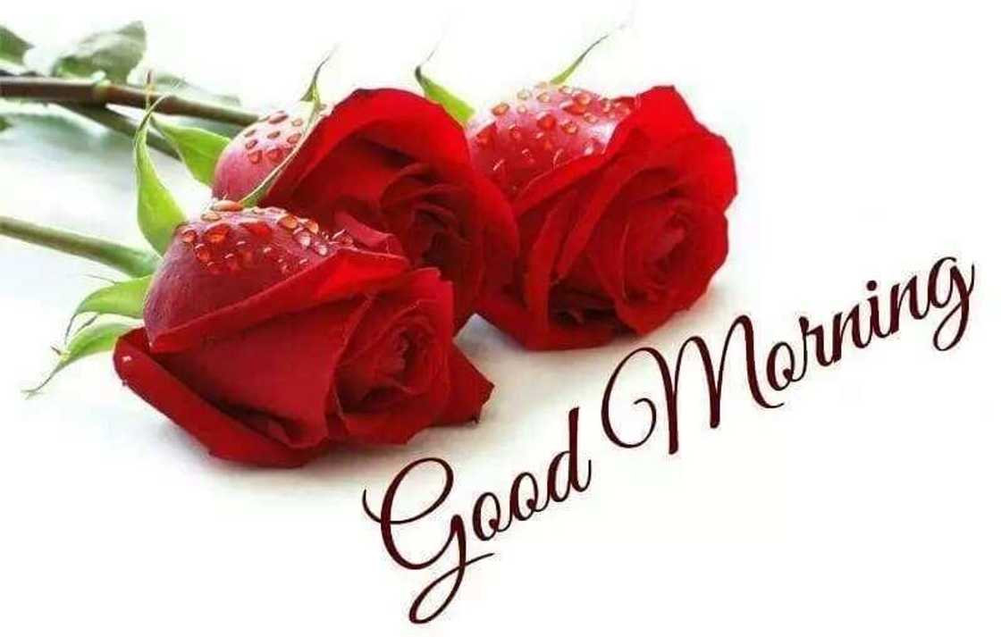 good morning love messages
good morning message
good morning messages
sweet good morning message
morning message good morning love messages
good morning message
good morning messages
sweet good morning message
morning message