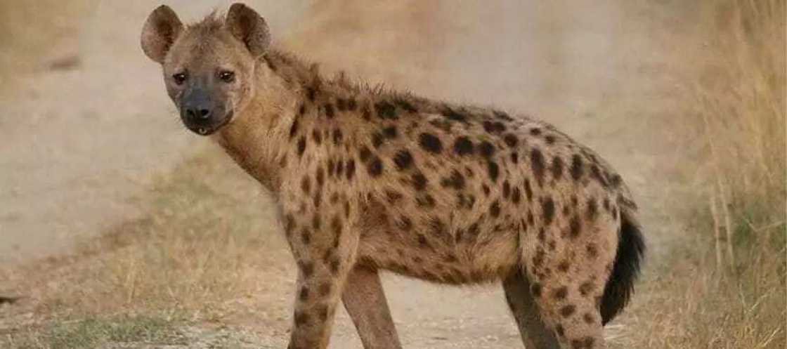 What Is a Female Hyena Called?