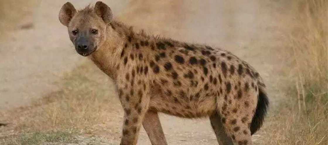 What Is a Female Hyena Called? What Is a Female Hyena Called?