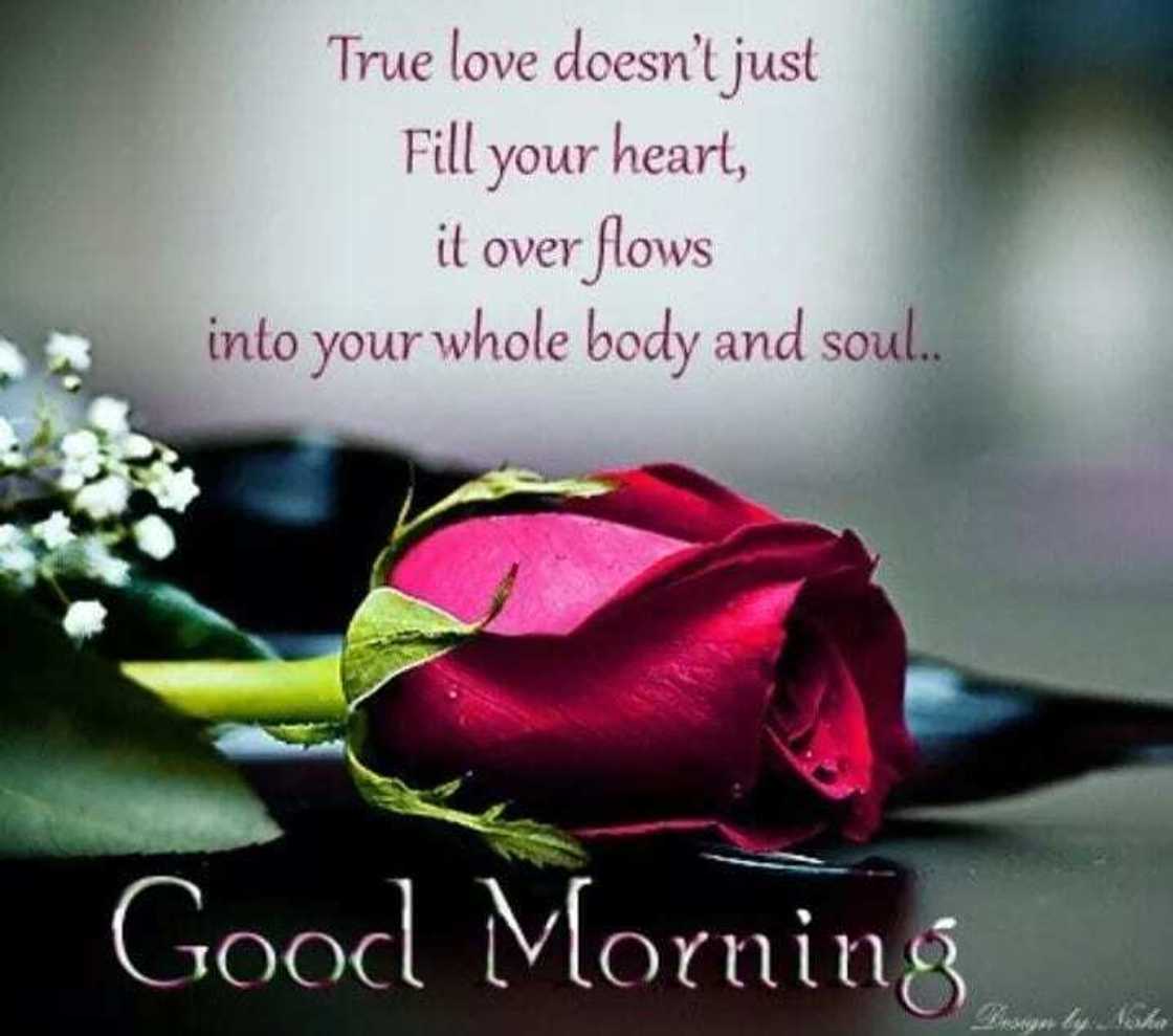 good morning quotes about love good morning quotes about love