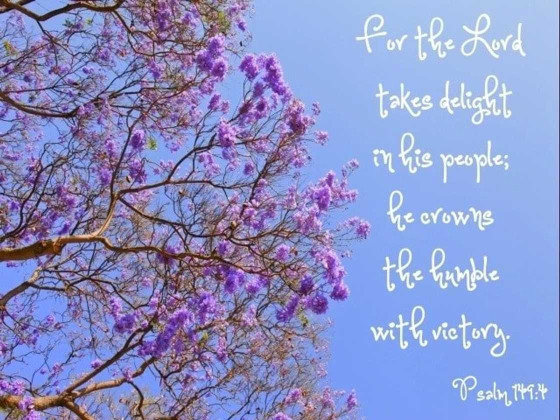 humility in the bible, humble quotes, verses about humility humility in the bible, humble quotes, verses about humility