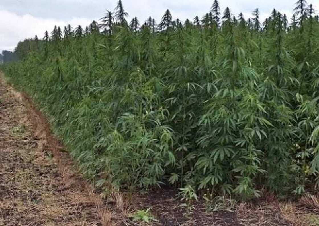 Ghana to soon legalise 'weed’ farming - Narcotics Control Commission Ghana to soon legalise 'weed’ farming - Narcotics Control Commission