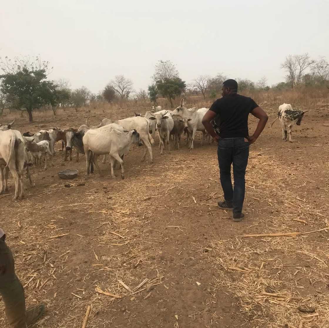 John Dumelo starring at cattle John Dumelo starring at cattle