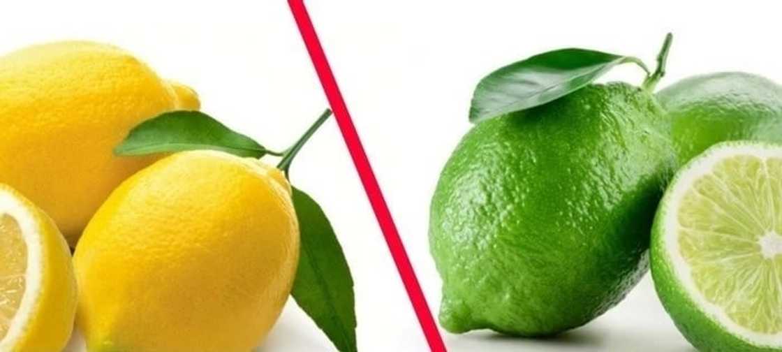 Lemon and lime differences
Picture of lemon and lime
Are limes unripe lemons?