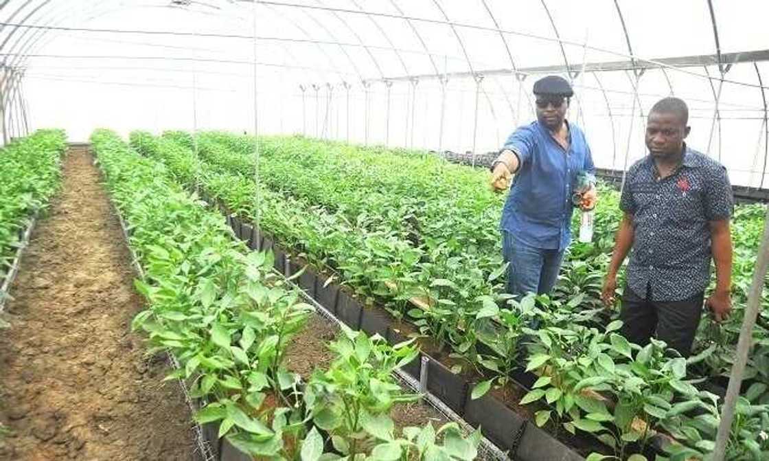 Greenhouse Farming in Ghana for Beginners