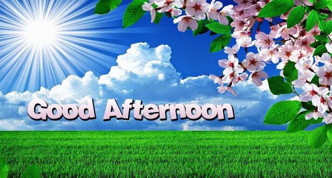 good afternoon quotes
have a wonderful afternoon
have a good afternoon quotes
romantic good afternoon messages good afternoon quotes
have a wonderful afternoon
have a good afternoon quotes
romantic good afternoon messages