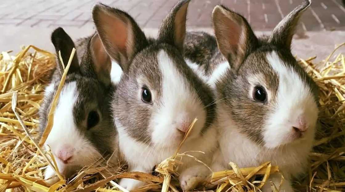 Rabbit Farming in Ghana - Business Plan and Techniques