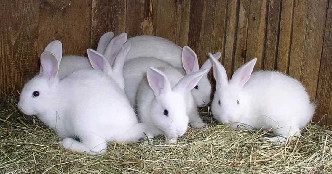 Rabbit Farming in Ghana - Business Plan and Techniques