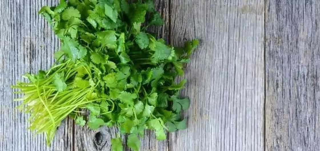 parsley leaves benefits
parsley leaves in twi
parsley leaves health benefits
parsley leaves in ghana parsley leaves benefits
parsley leaves in twi
parsley leaves health benefits
parsley leaves in ghana