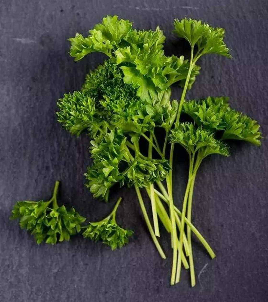 parsley leaves uses
parsley leaves side effects
parsley leaves usage
parsley leaves for kidney cleansing