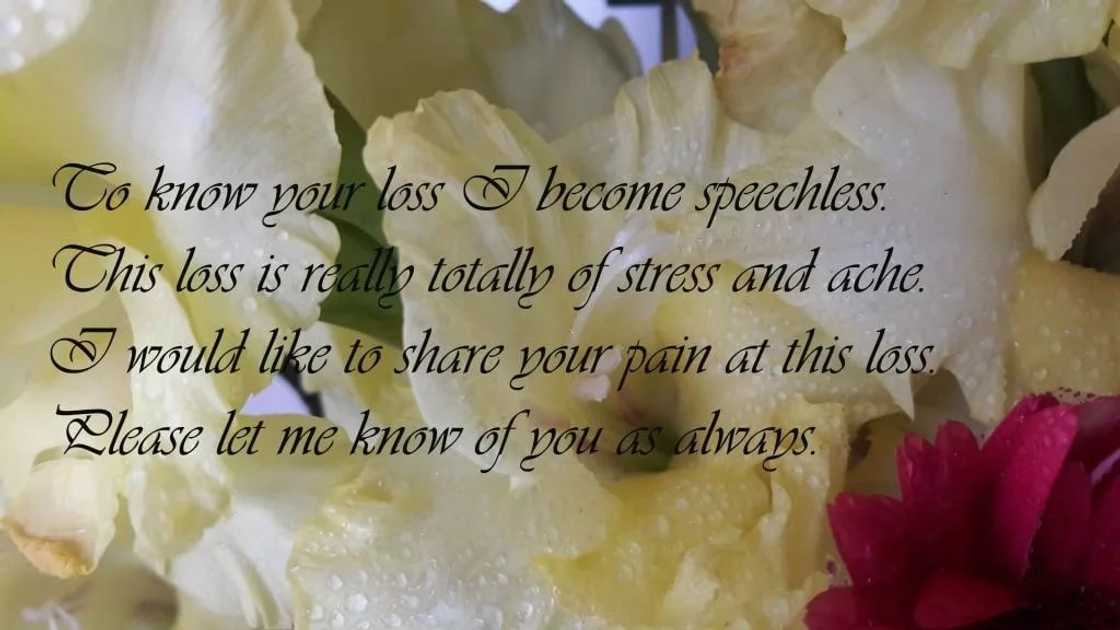 quick condolence messages, deepest condolence messages example, christian condolence messages examples quick condolence messages, deepest condolence messages example, christian condolence messages examples