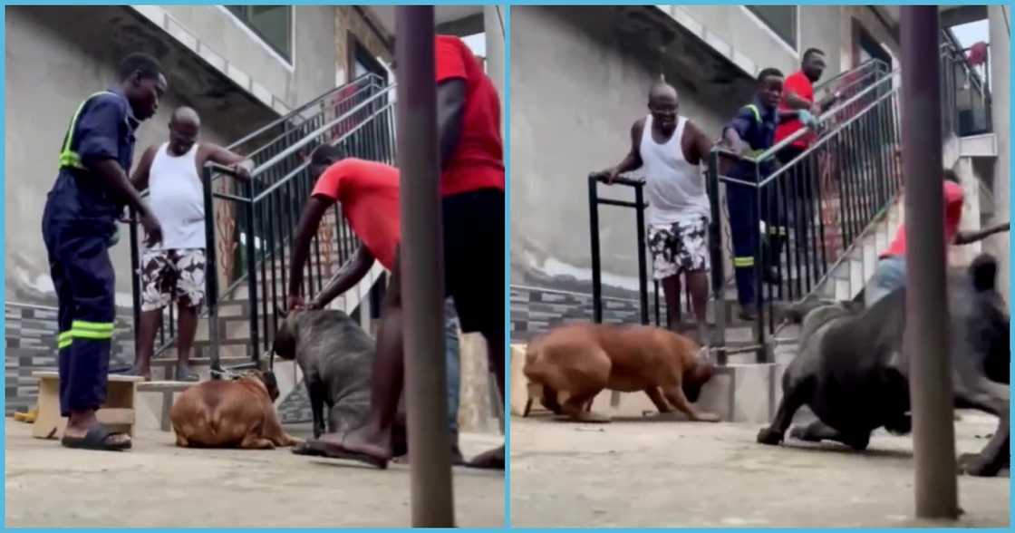 Ghanaian dog breeder Ghanaian dog breeder