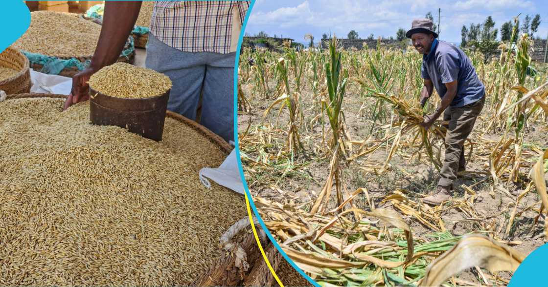 The Peasant Farmers Association have pushed against the ban on the export of grains