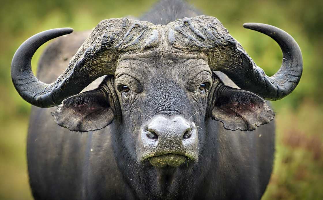 A close-up of a Cape Buffalo astatine the Aberdares National Park, Kenya. A close-up of a Cape Buffalo astatine the Aberdares National Park, Kenya.