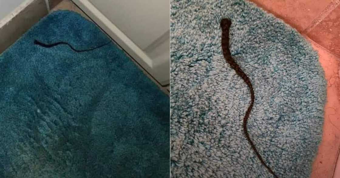 Man scared awake by wife’s braid, snake, social media